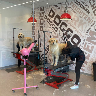 Salty Dawg Pet Salon: BIG Growth Plans | Franchise Dictionary Magazine