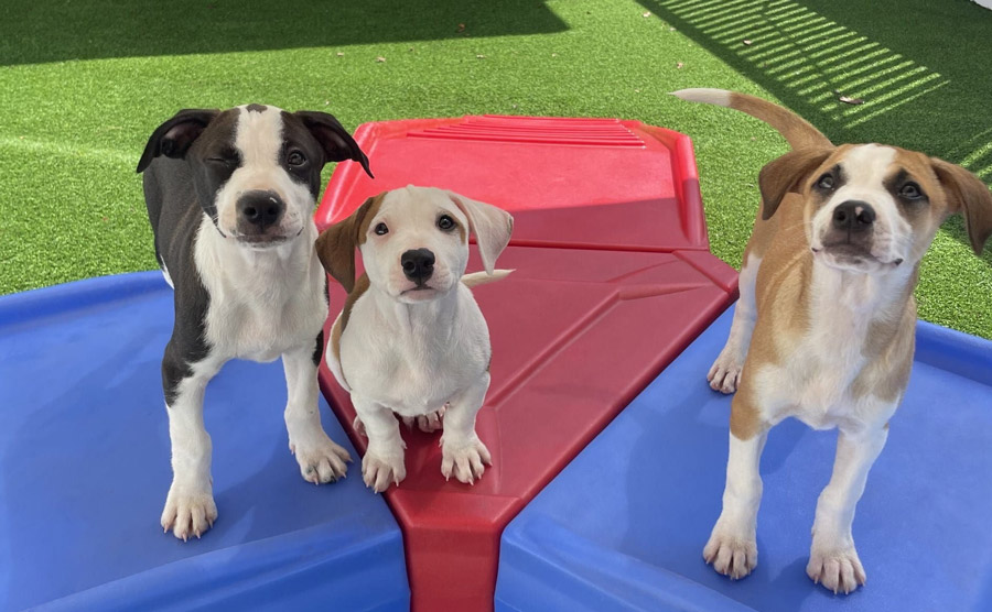 camp-bow-wow